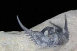 Spiny Leonaspis Trilobite - Foum Zguid, Morocco #40150-4